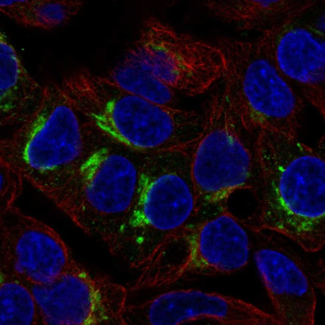 ARSI Antibody in Immunocytochemistry (ICC/IF)
