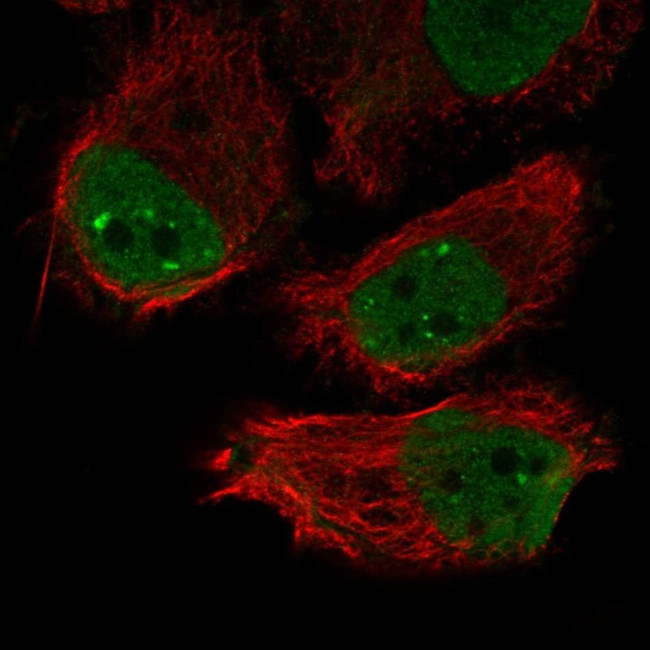 INO80B Antibody in Immunocytochemistry (ICC/IF)