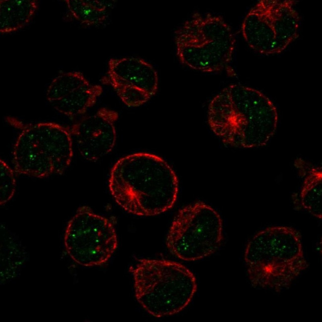 MSH5 Antibody in Immunocytochemistry (ICC/IF)