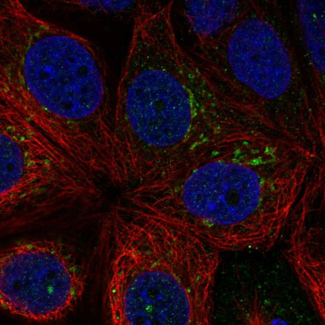 RNF224 Antibody in Immunocytochemistry (ICC/IF)