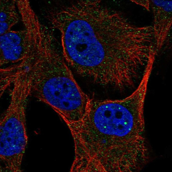 C4orf54 Antibody in Immunocytochemistry (ICC/IF)