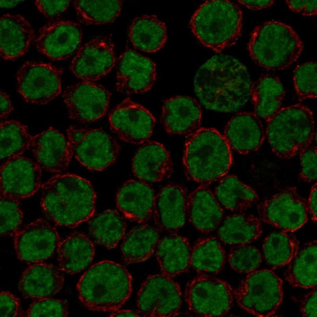 FIP1L1 Antibody in Immunocytochemistry (ICC/IF)