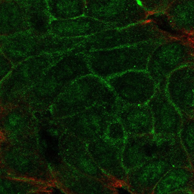 TMEM52 Antibody in Immunocytochemistry (ICC/IF)