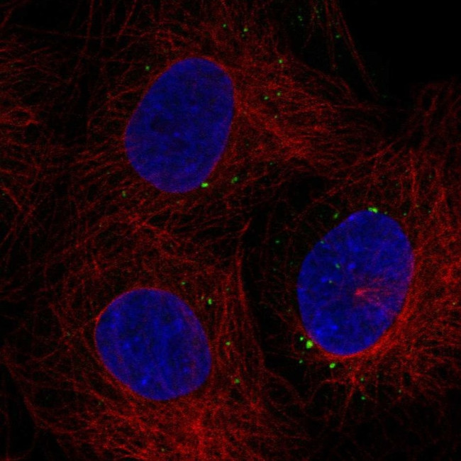C1orf105 Antibody in Immunocytochemistry (ICC/IF)