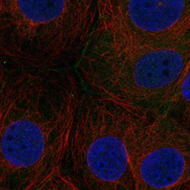 FAM209A Antibody in Immunocytochemistry (ICC/IF)