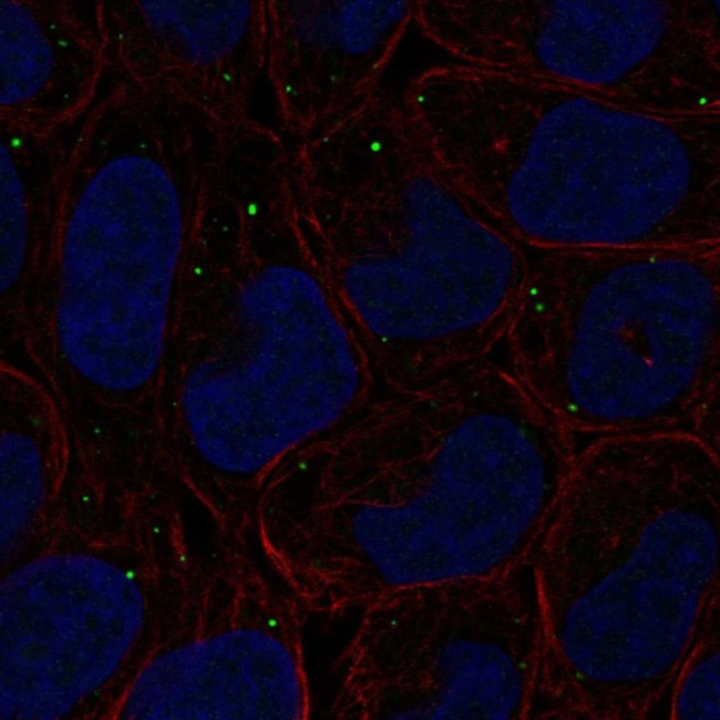 PIFO Antibody in Immunocytochemistry (ICC/IF)