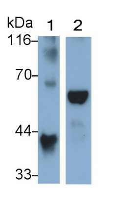 ORM1 Antibody in Western Blot (WB)