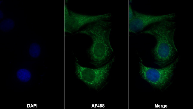 RBP2 Antibody in Immunocytochemistry (ICC/IF)