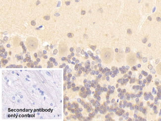 nNOS Antibody in Immunohistochemistry (Paraffin) (IHC (P))