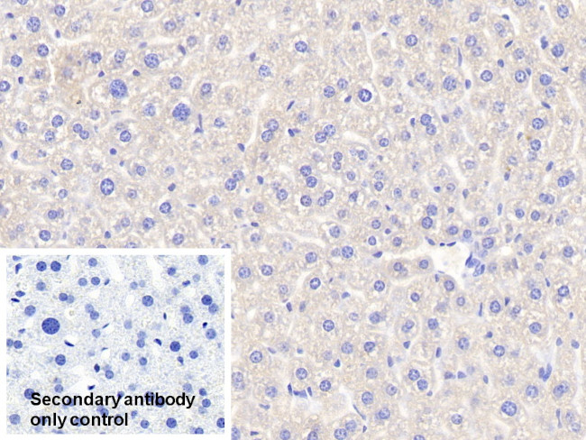 Apolipoprotein A5 Antibody in Immunohistochemistry (Paraffin) (IHC (P))