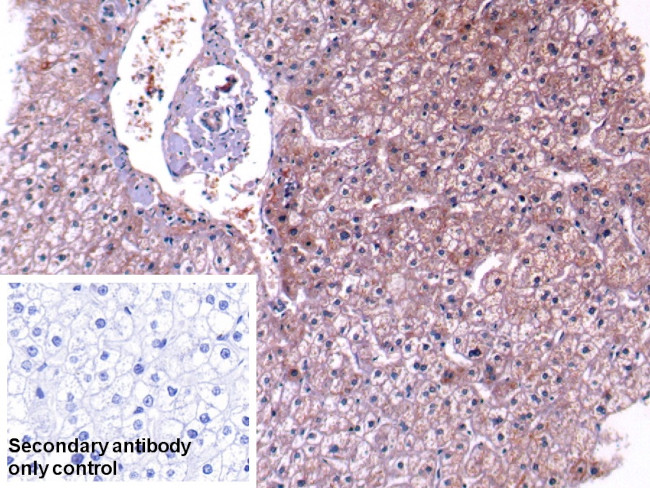 Complement C4 Antibody in Immunohistochemistry (Paraffin) (IHC (P))