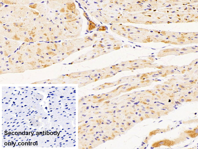 Hemoglobin alpha-1 Antibody in Immunohistochemistry (Paraffin) (IHC (P))