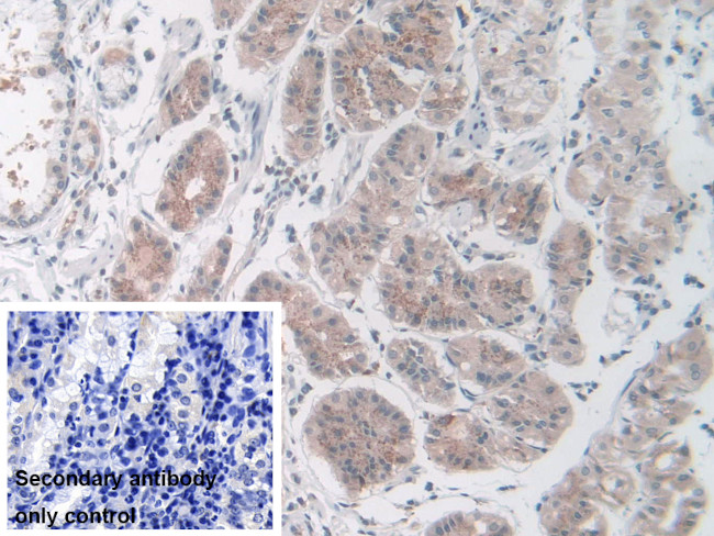 Nidogen 2 Antibody in Immunohistochemistry (Paraffin) (IHC (P))