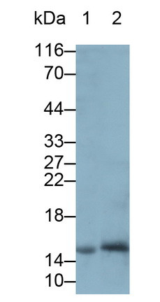 REG1A Antibody in Western Blot (WB)