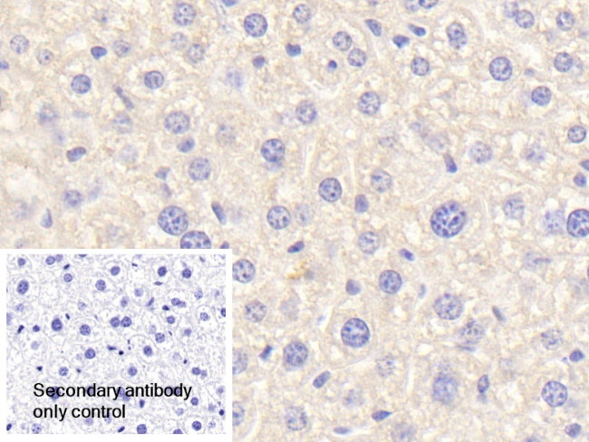 Complement C4b Antibody in Immunohistochemistry (Paraffin) (IHC (P))