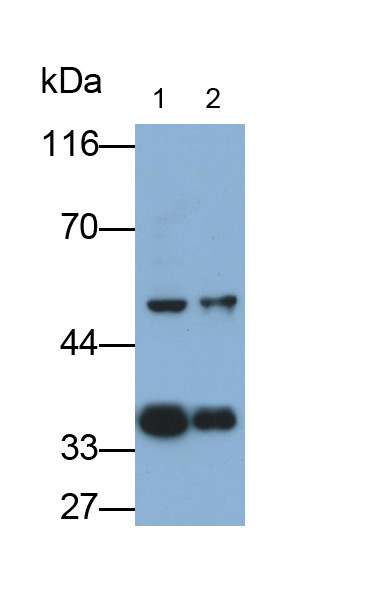 PTK9 Antibody in Western Blot (WB)