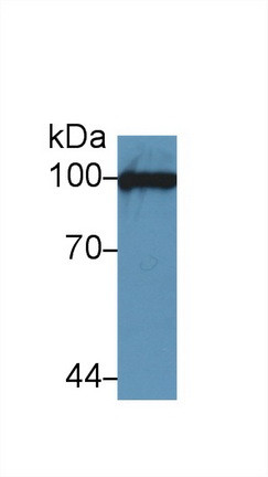 VCAM-1 Antibody in Western Blot (WB)
