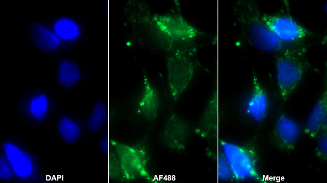 Pleiotrophin Antibody in Immunocytochemistry (ICC/IF)