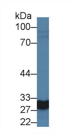 Carbonic Anhydrase VA Antibody in Western Blot (WB)