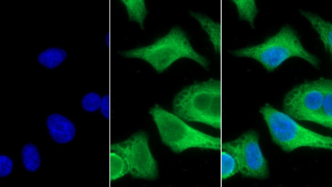 Carbonic Anhydrase IV Antibody in Immunocytochemistry (ICC/IF)