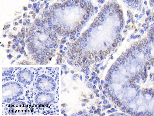 Histone H4 Antibody in Immunohistochemistry (Paraffin) (IHC (P))