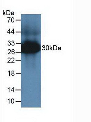Tryptase Antibody in Western Blot (WB)