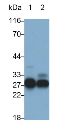 CELA3B Antibody in Western Blot (WB)