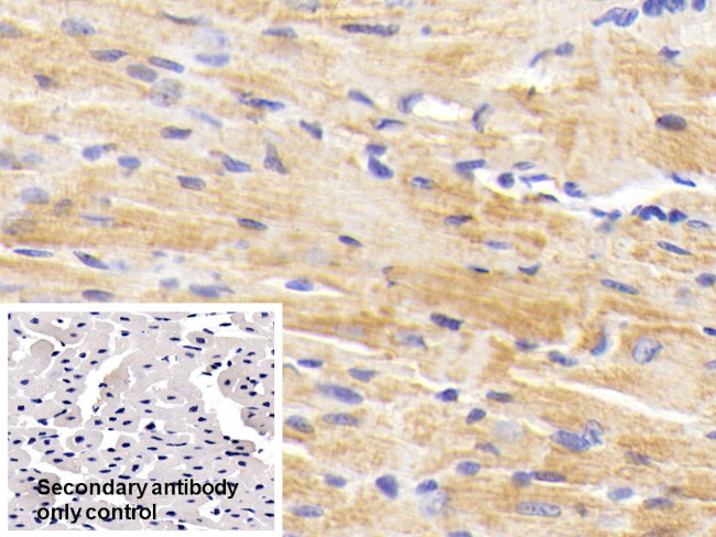 BACE2 Antibody in Immunohistochemistry (Paraffin) (IHC (P))