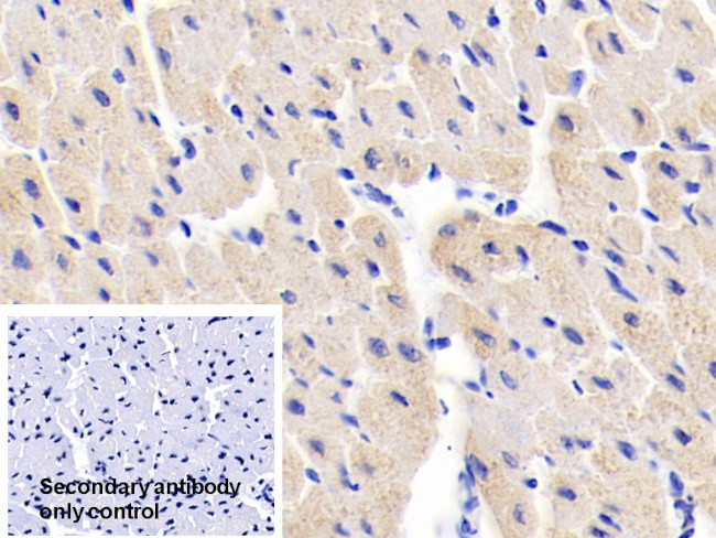 MYL1 Antibody in Immunohistochemistry (Paraffin) (IHC (P))