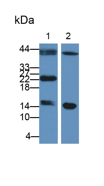 FABP9 Antibody in Western Blot (WB)