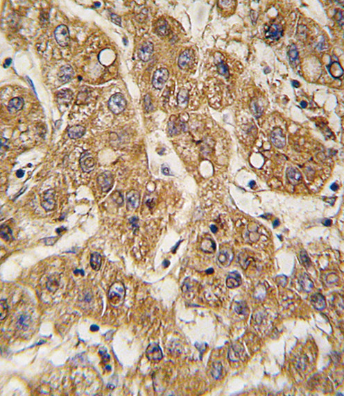 APOE Antibody in Immunohistochemistry (Paraffin) (IHC (P))