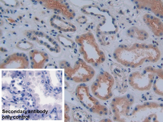 COX1 Antibody in Immunohistochemistry (Paraffin) (IHC (P))