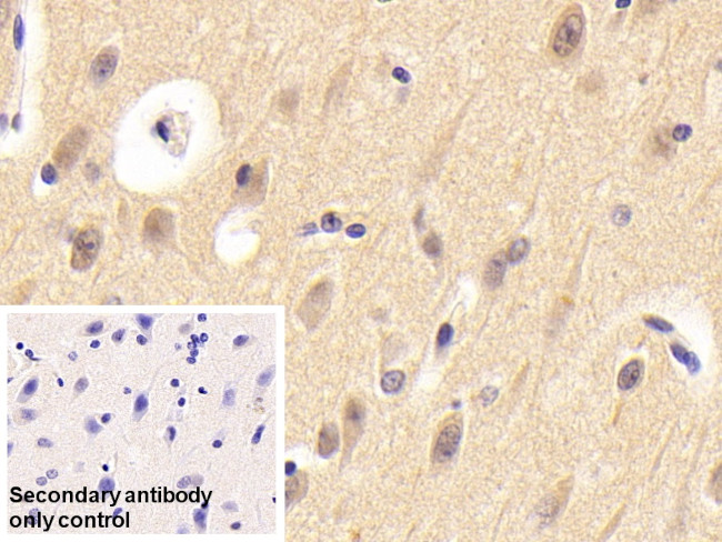 Neuritin Antibody in Immunohistochemistry (Paraffin) (IHC (P))