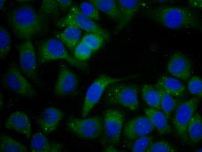 SERPINB1 Antibody in Immunocytochemistry (ICC/IF)