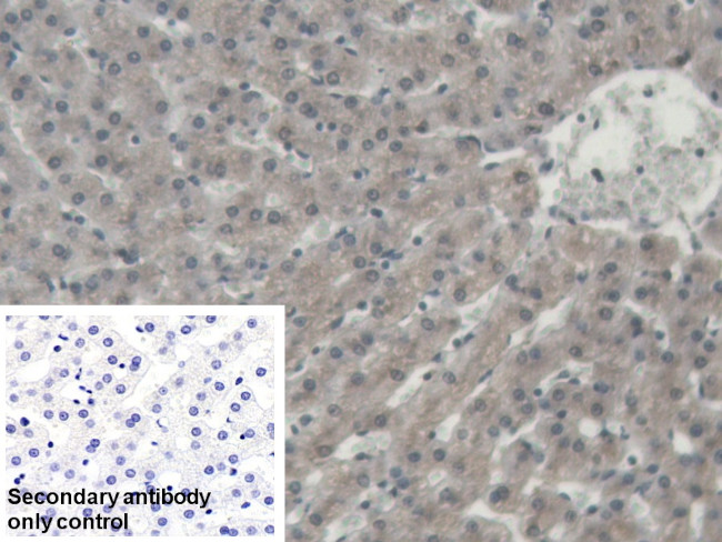 ORM1 Antibody in Immunohistochemistry (Paraffin) (IHC (P))