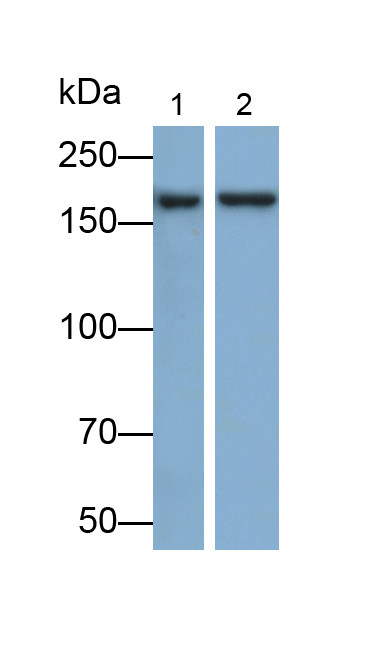 UGGT1 Antibody in Western Blot (WB)