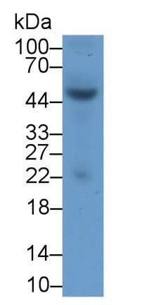HSF4 Antibody in Western Blot (WB)
