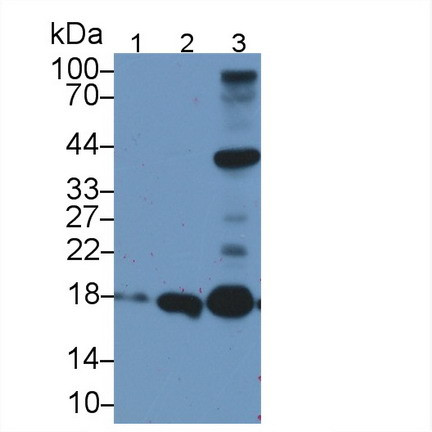 Apolipoprotein O Antibody in Western Blot (WB)