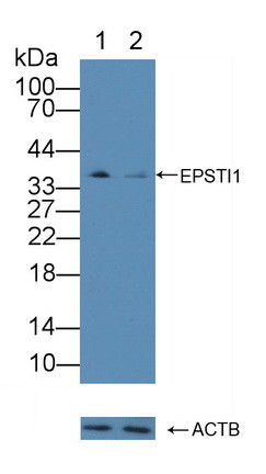 EPSTI1 Antibody in Western Blot (WB)
