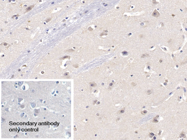 KPNA3 Antibody in Immunohistochemistry (Paraffin) (IHC (P))