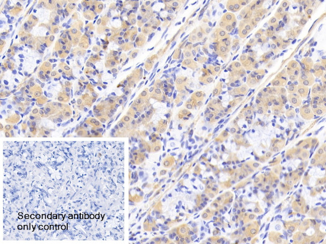 PEX1 Antibody in Immunohistochemistry (Paraffin) (IHC (P))