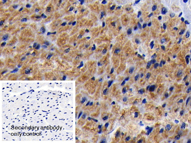 Prohibitin Antibody in Immunohistochemistry (Paraffin) (IHC (P))