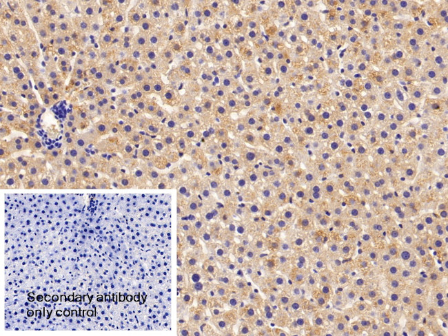 Apolipoprotein C1 Antibody in Immunohistochemistry (Paraffin) (IHC (P))