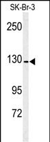 CD13 Antibody in Western Blot (WB)