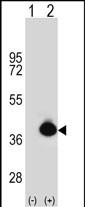 POLDIP2 Antibody in Western Blot (WB)