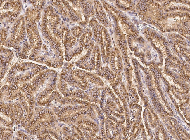 GM130 Antibody in Immunohistochemistry (Paraffin) (IHC (P))