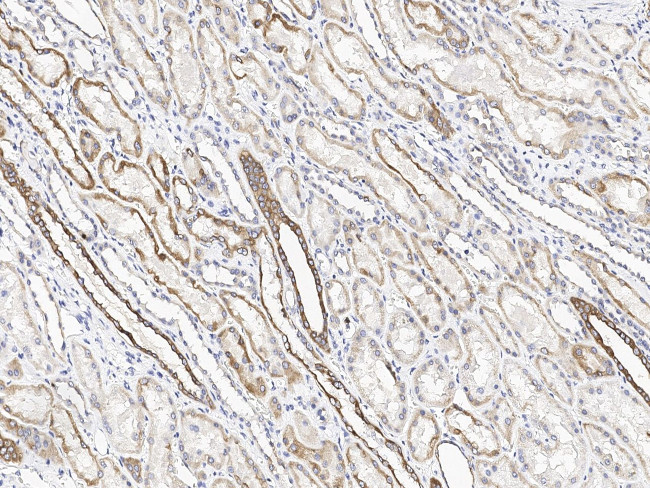 CH25H Antibody in Immunohistochemistry (Paraffin) (IHC (P))