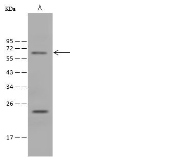 LMOD2 Antibody in Western Blot (WB)