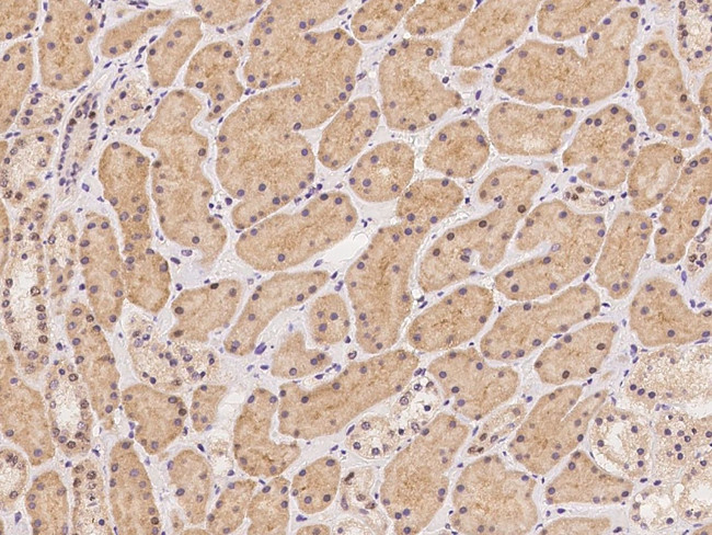 ATP6V0C Antibody in Immunohistochemistry (Paraffin) (IHC (P))