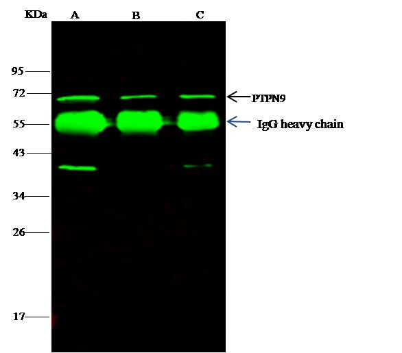 MEG2 Antibody in Immunoprecipitation (IP)